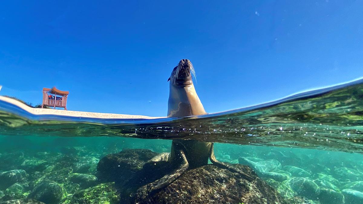 Sea lion in water