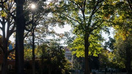 电子试玩大学校园的广角镜头，阳光透过右上角的树木.